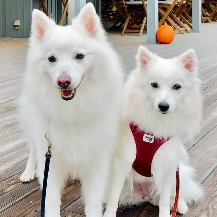 ポルコくん アンジーちゃん