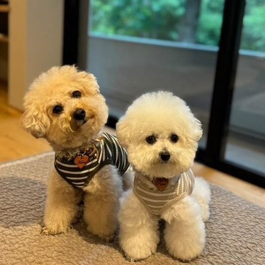 ハニくん プニくん