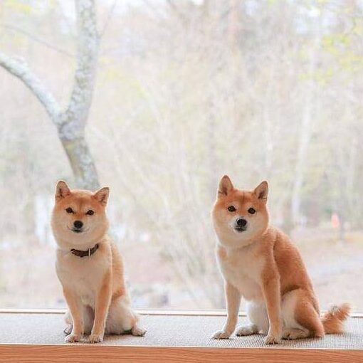 にこちゃん たまちゃん