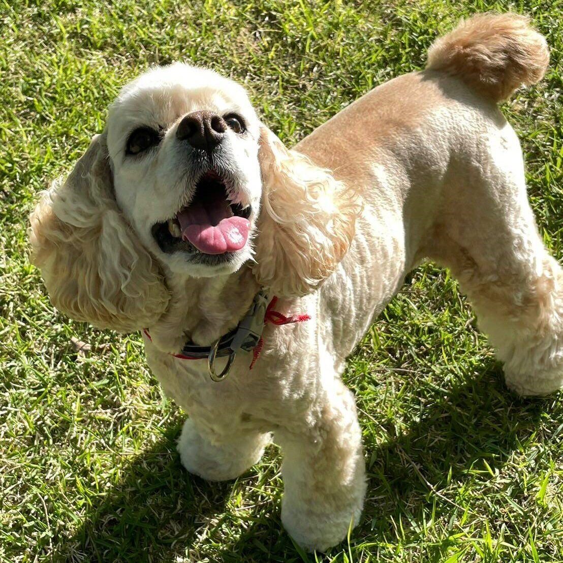 ハッピーちゃん