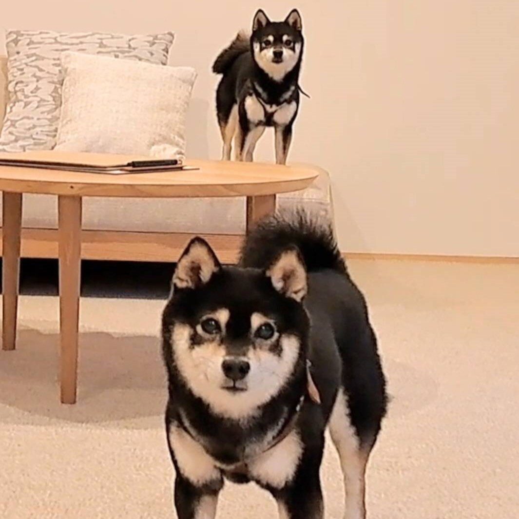 マナちゃん レナちゃん