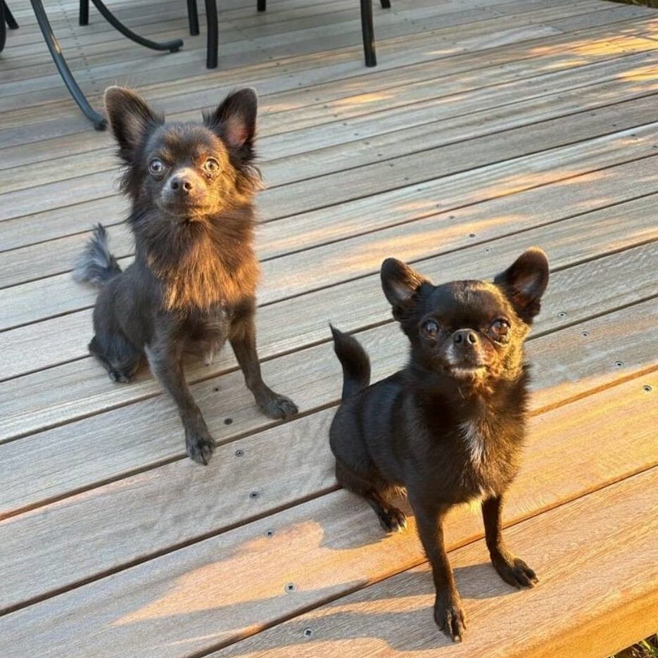 コアラくん セサミちゃん