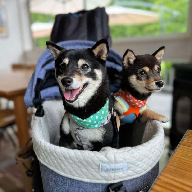 まゆちゃん みゆちゃん