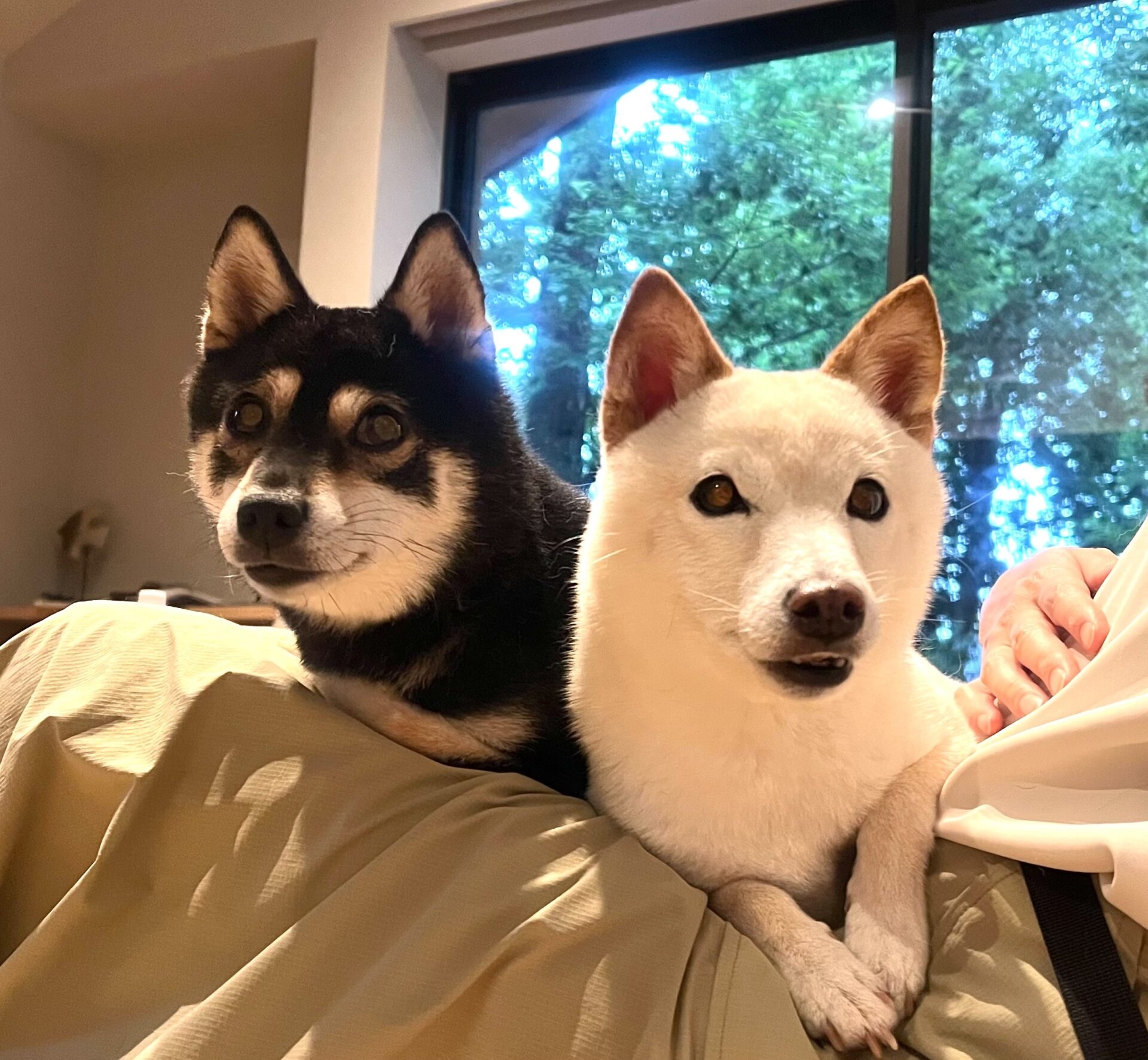 凪ちゃん 六花ちゃん