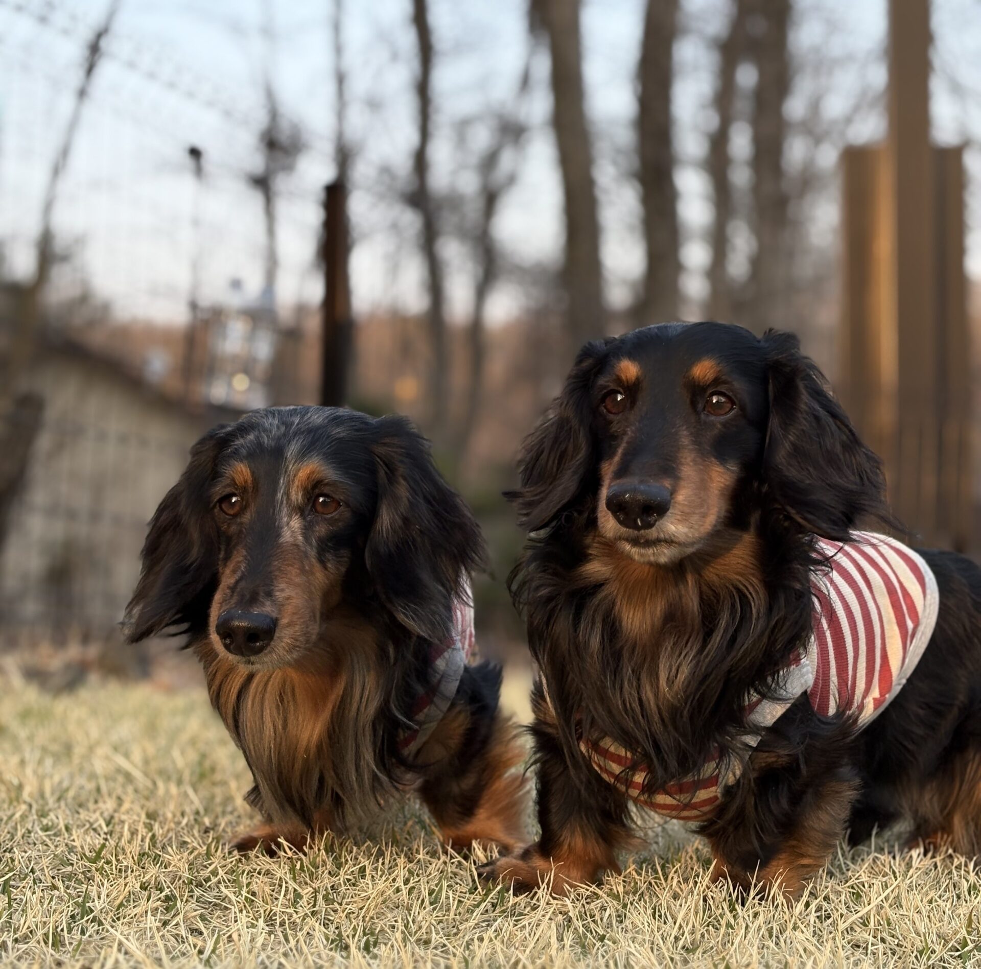 ロッタくん ヨナスくん