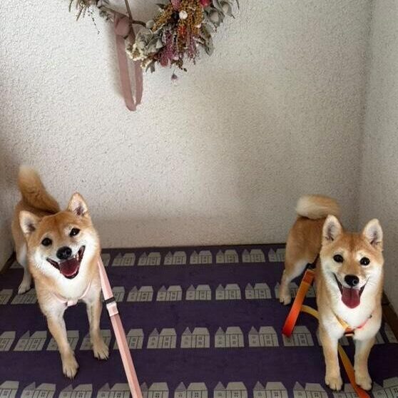 そらちゃん てんちゃん