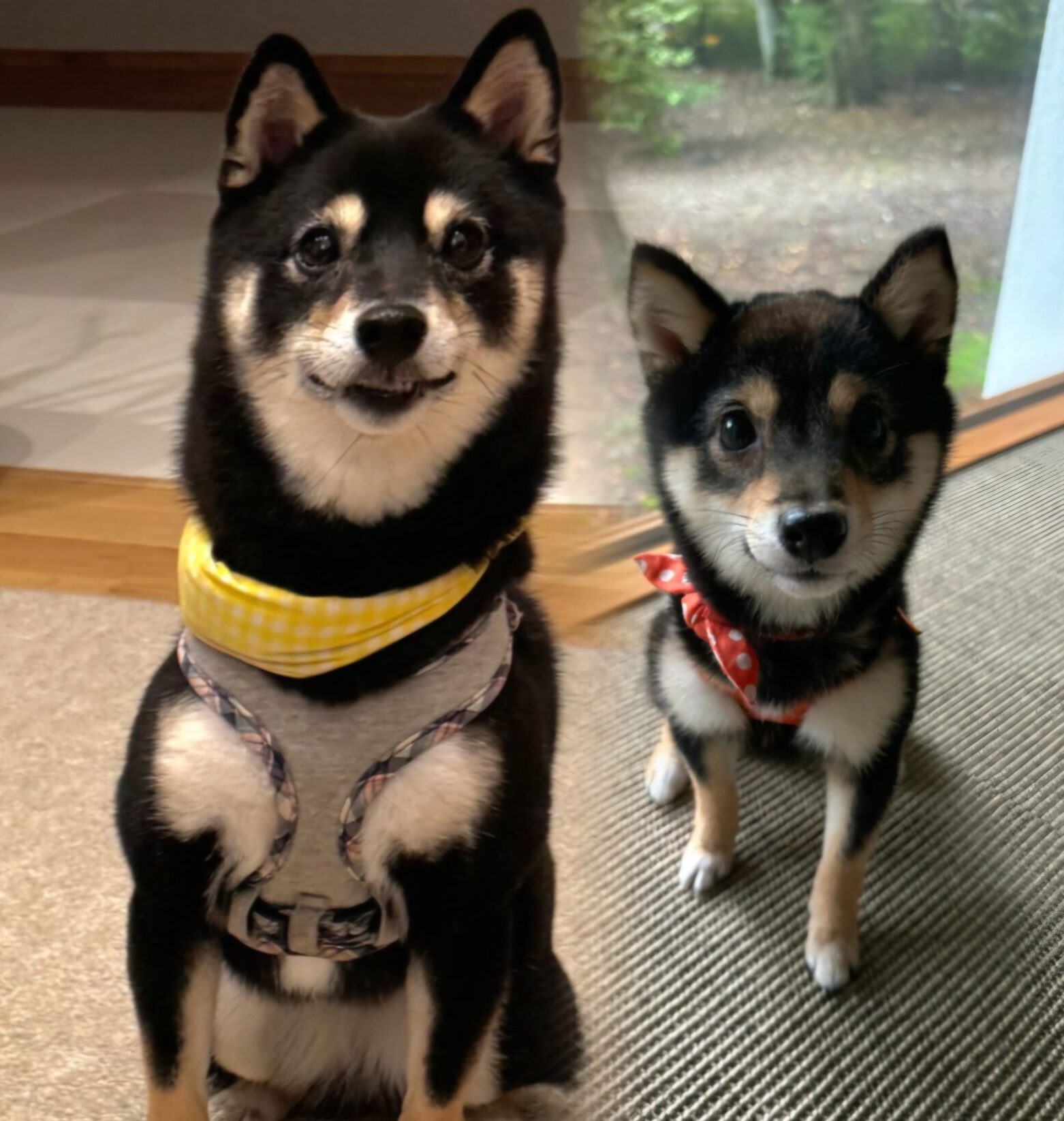 まゆちゃん みゆちゃん