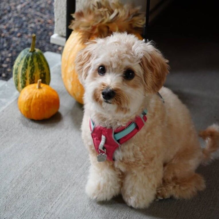 そらまめちゃん