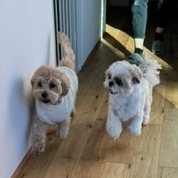 もこちゃん  もっぷくん