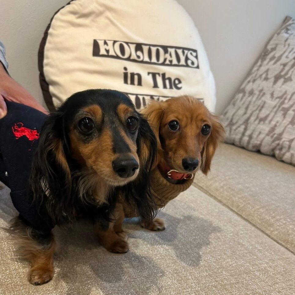 チョコちゃん マロンちゃん