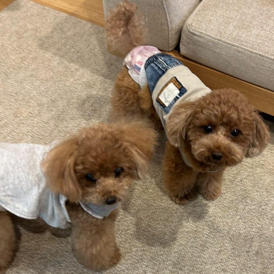 ブラウニーくん ティアラちゃん