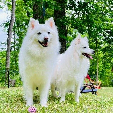 ポルコくん アンジーちゃん