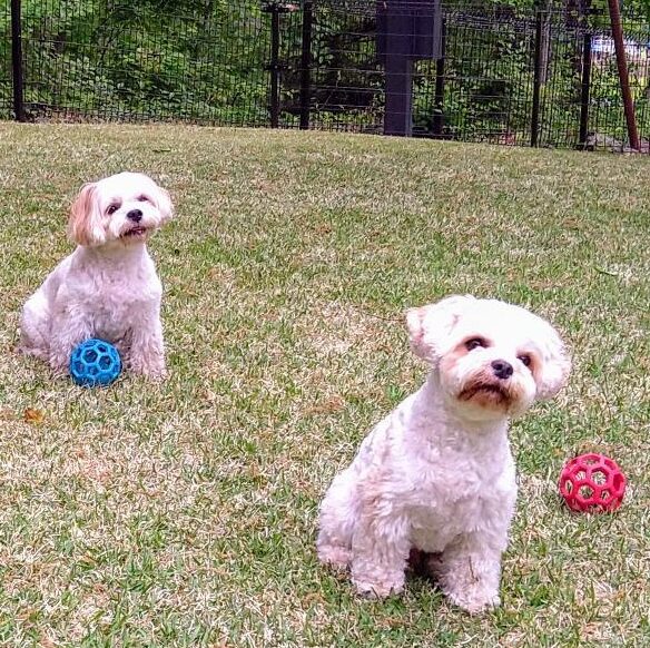 グリュックくん ミロちゃん