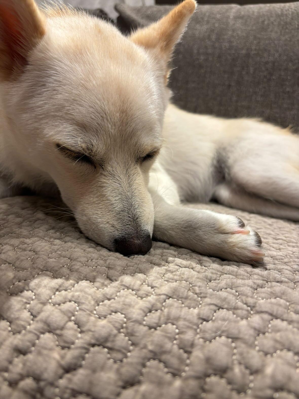 きなりちゃん