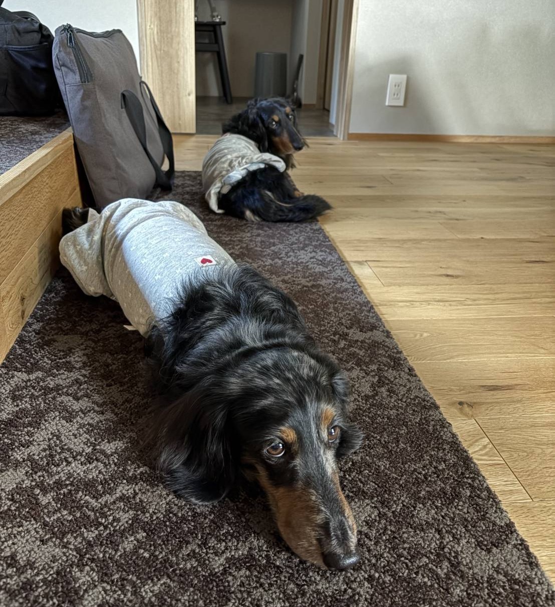 ヨナスくん ロッタくん