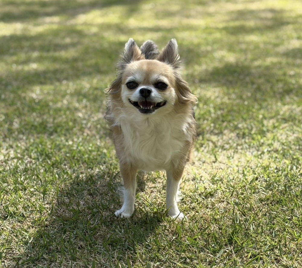 ててんちゃん